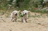GOLDEN RETRIEVER 348